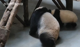 关于熊猫的视频